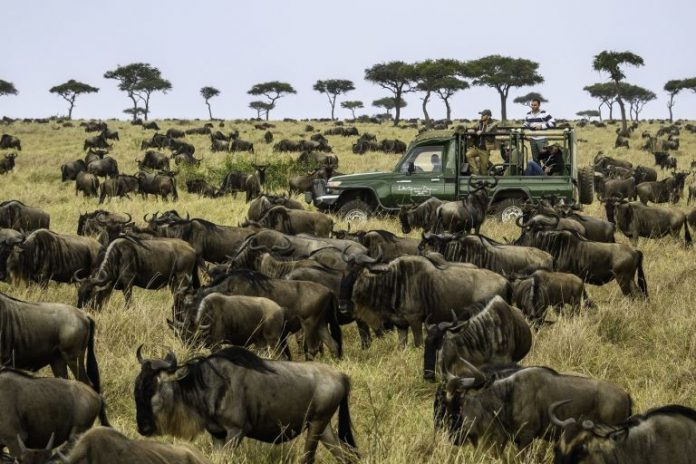 Wildebeest Migration