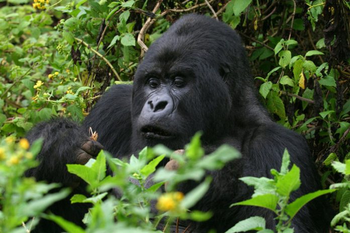 Gorilla Tracking